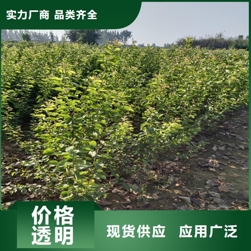 李子苹果苗实力厂家