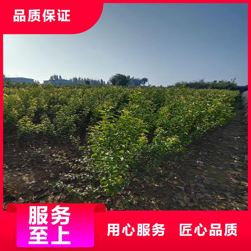国丰李子苗多少钱一棵