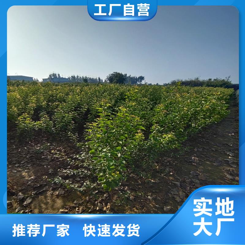 国丰李子苗适合种植地区