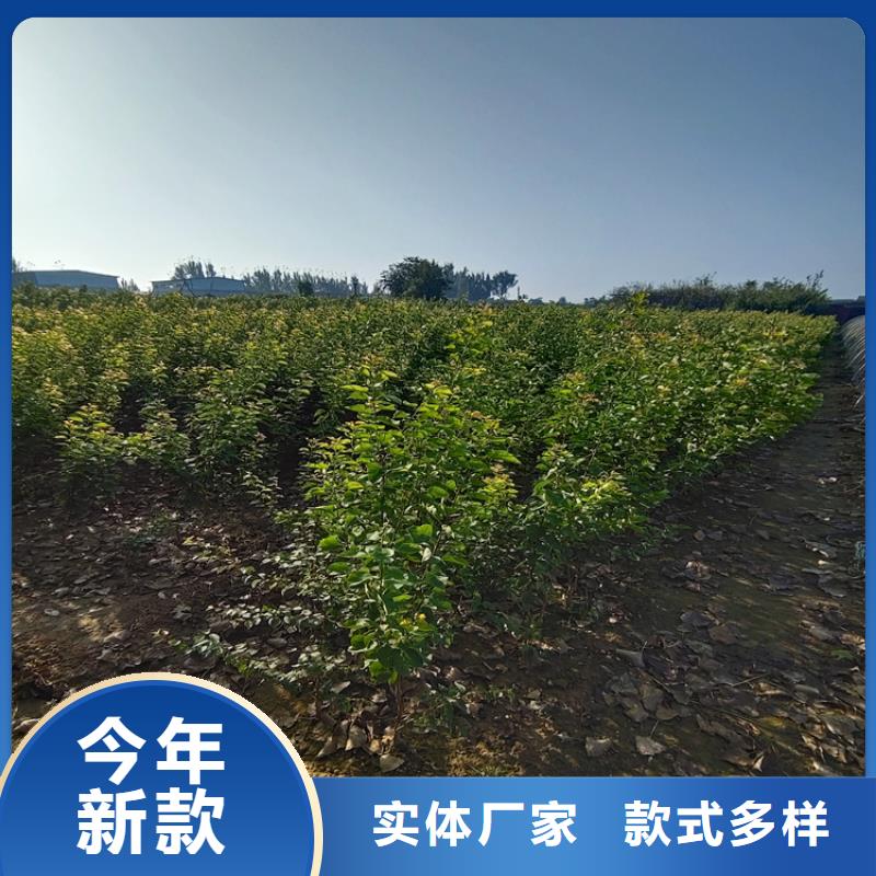 女神李子苗批发价格