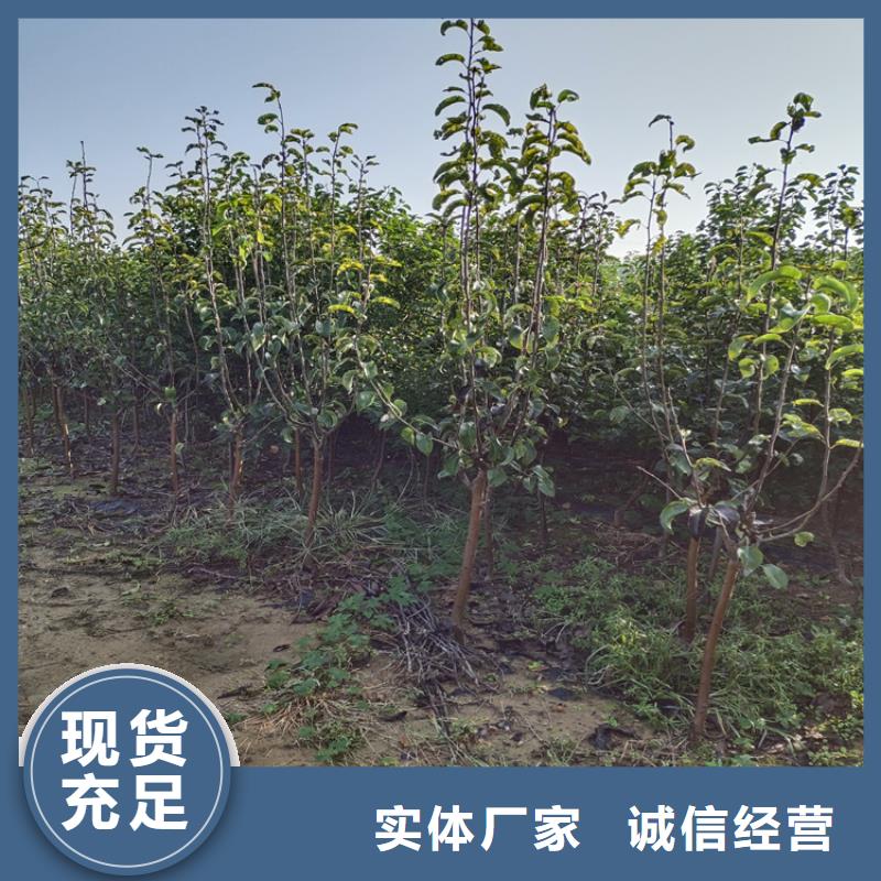女神李子苗批发价格