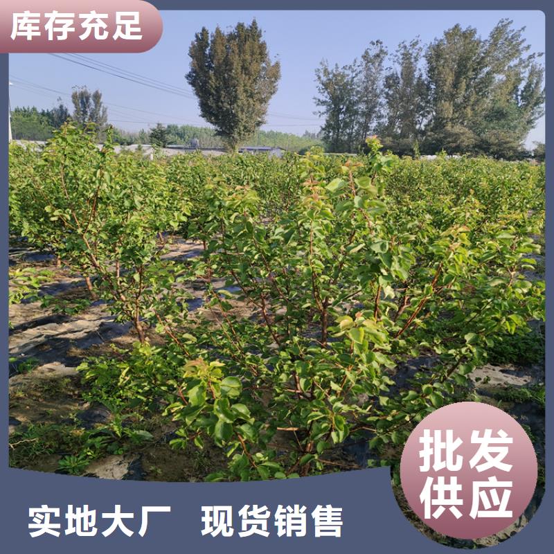 西梅李子苗新奇品种/轩园园艺场
