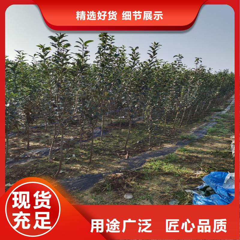 西梅李子苗一亩地栽多少棵