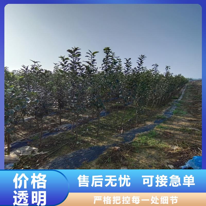 李子苹果苗按需定制真材实料