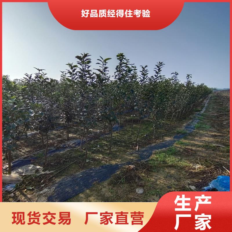 李子花椒苗一件也发货