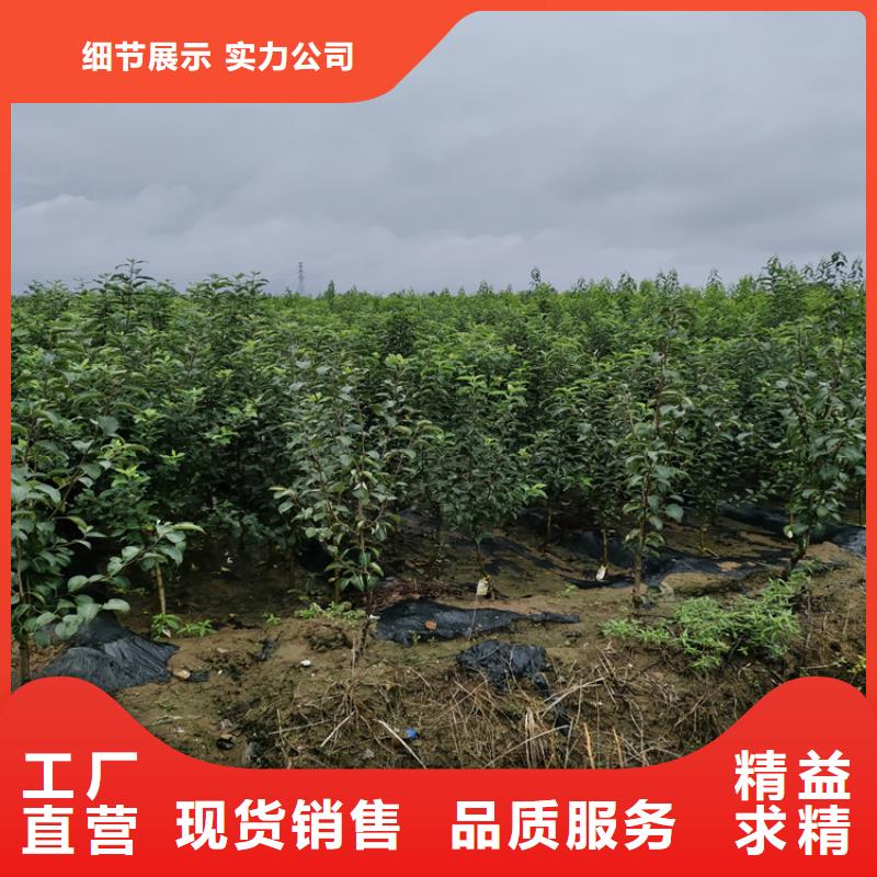【李子苹果苗产地直销】