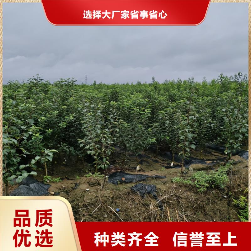 【李子】-樱桃苗厂家精选