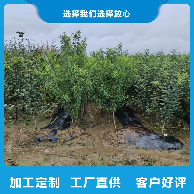 李子苹果苗按需定制真材实料