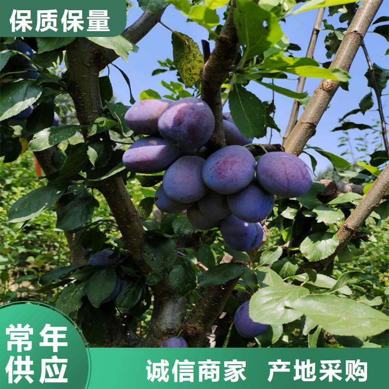 西梅李子苗一亩地栽多少棵