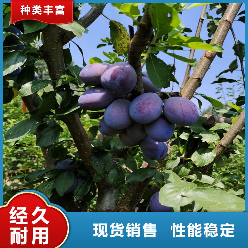 恐龙蛋李子苗价格