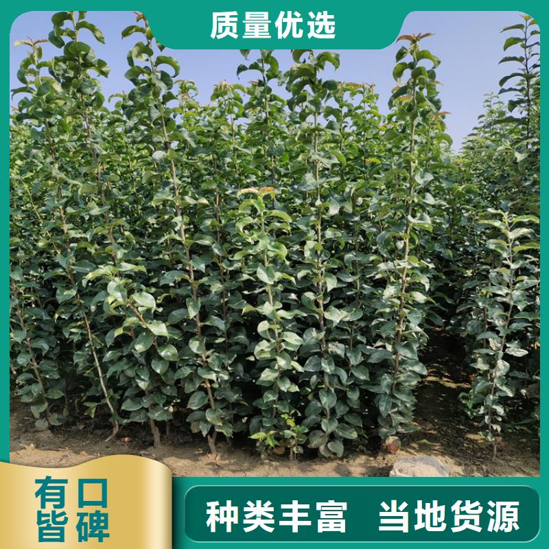 李子苹果苗实力厂家