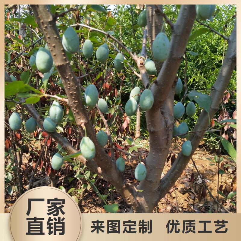 玫瑰李子苗免费咨询