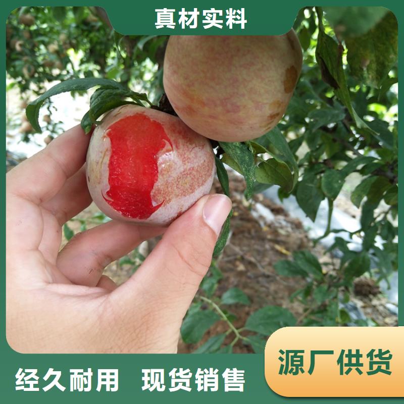 国丰李子苗多少钱一棵