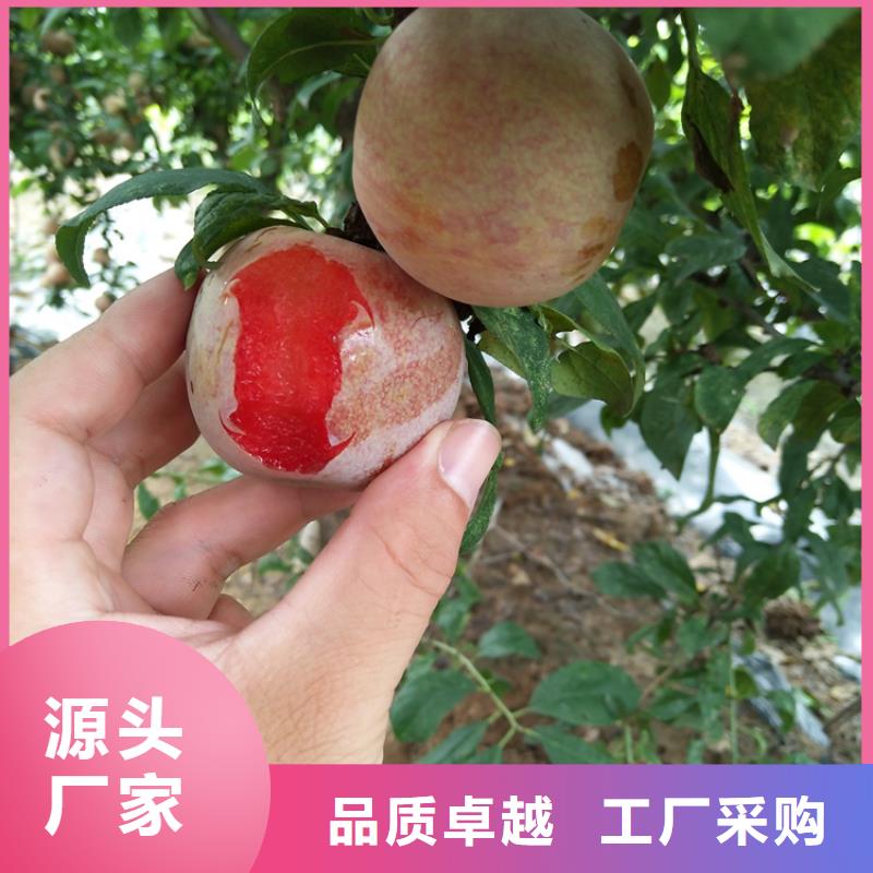 恐龙蛋李子苗价格