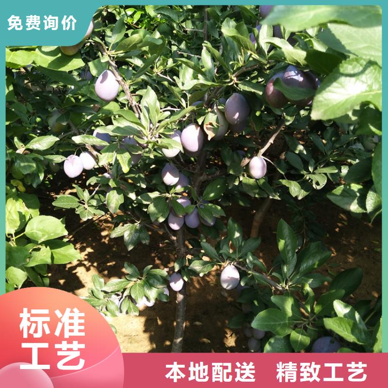 李子-石榴苗优选原材