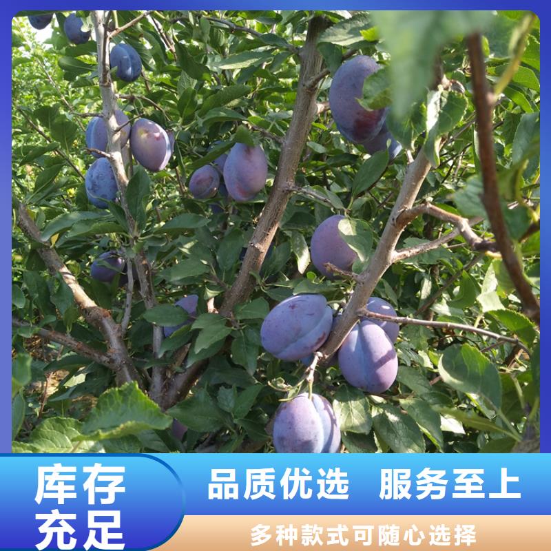 李子苹果苗按需定制真材实料