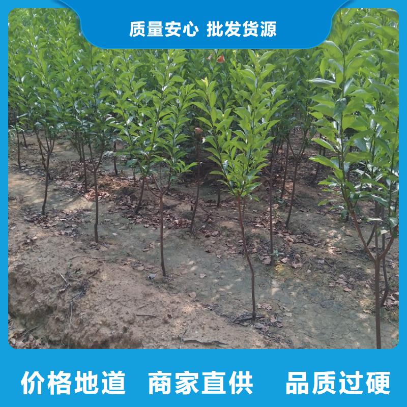 国丰李子苗适合种植地区