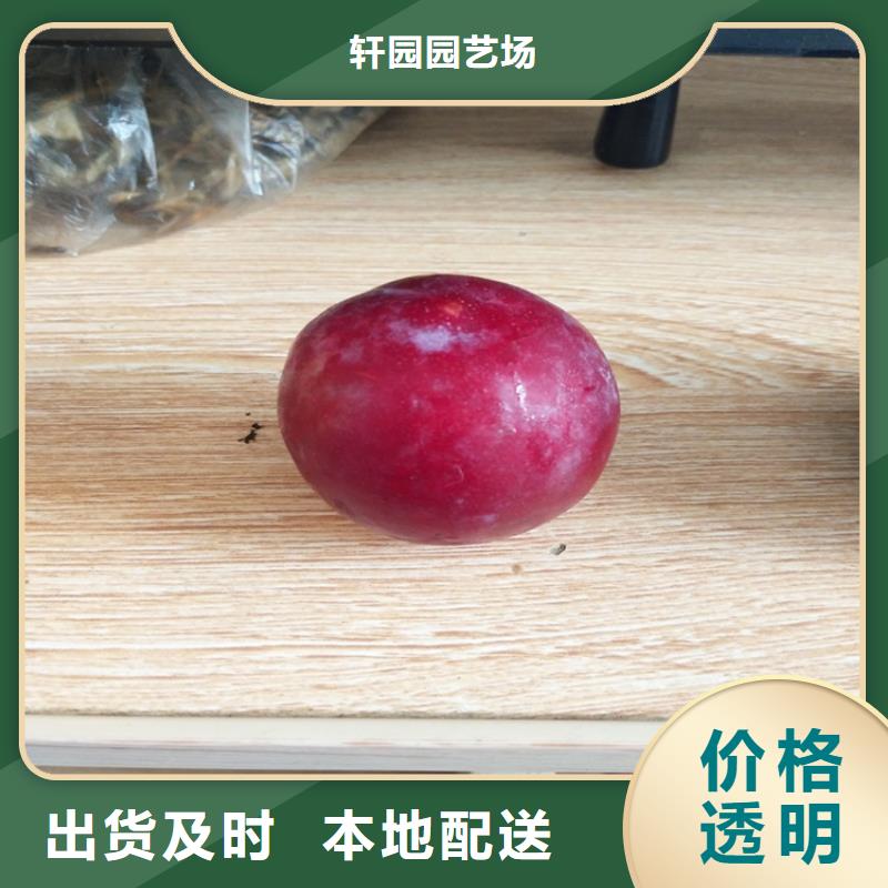 李子_李子苗正规厂家