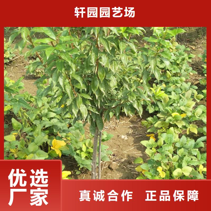 西梅李子苗一亩地栽多少棵
