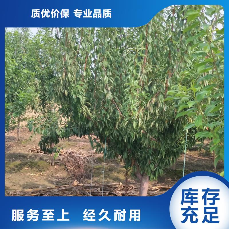 李子苹果苗按需定制真材实料