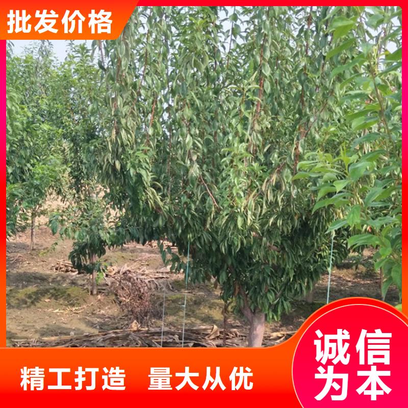 李子-石榴苗优选原材