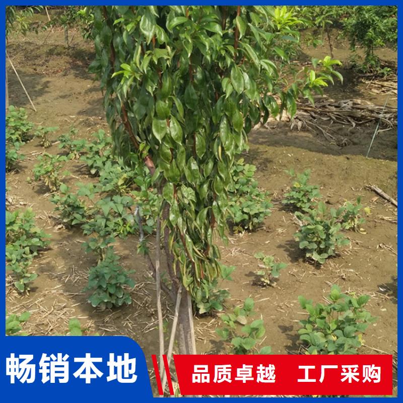 李子苹果苗按需定制真材实料