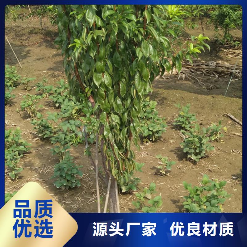 李子花椒苗一件也发货