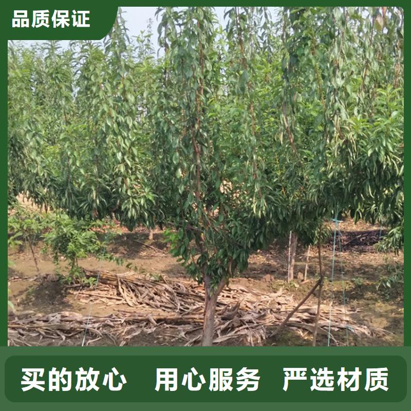 李子苹果苗按需定制真材实料