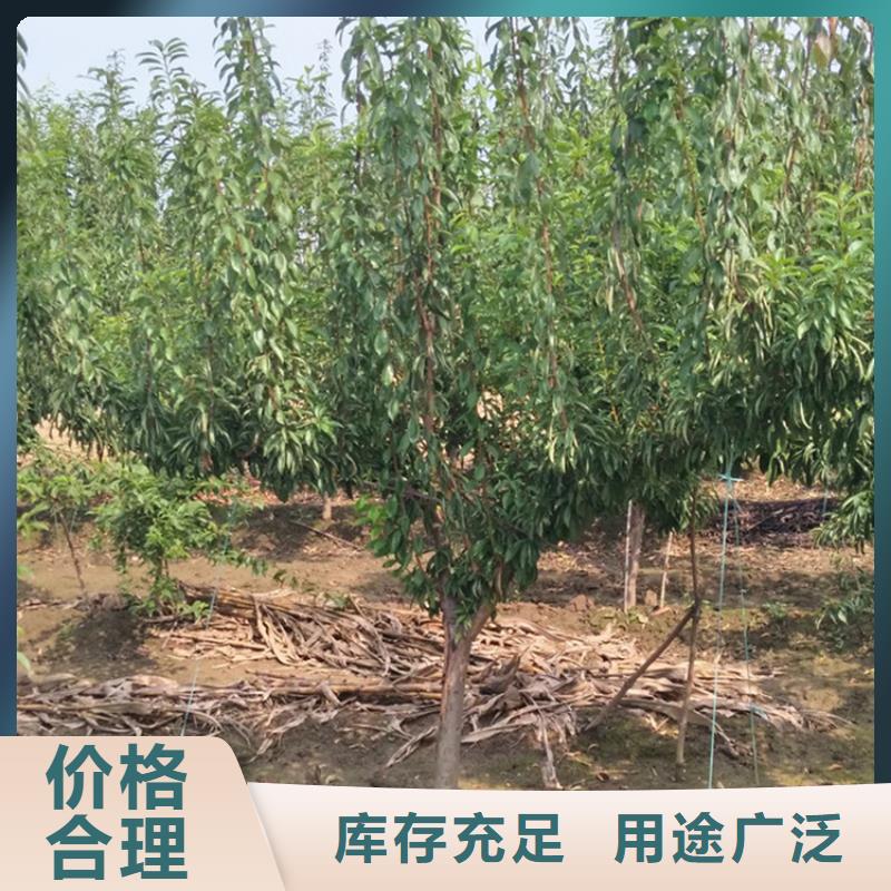 【李子】-樱桃苗厂家精选