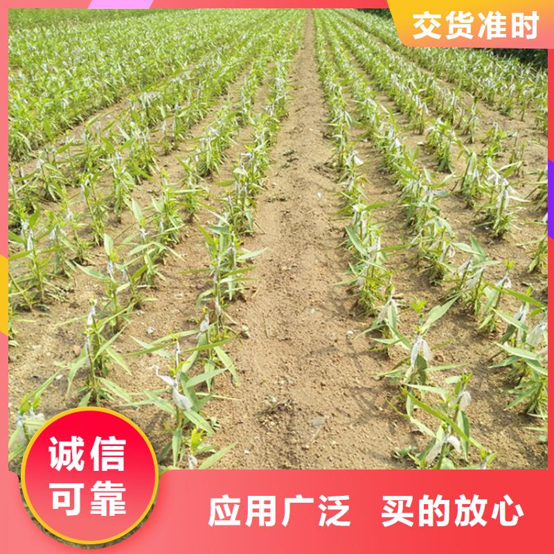 李子_李子苗正规厂家
