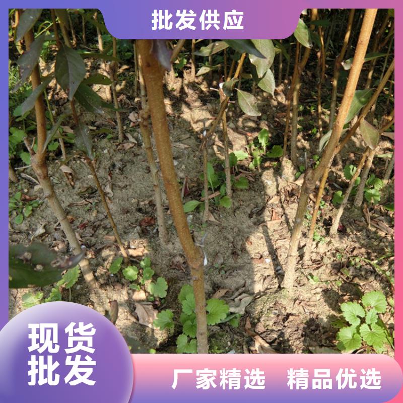 李子-石榴苗优选原材