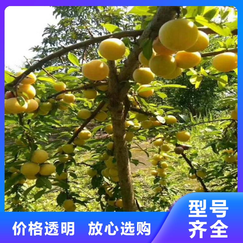 李子苹果苗按需定制真材实料