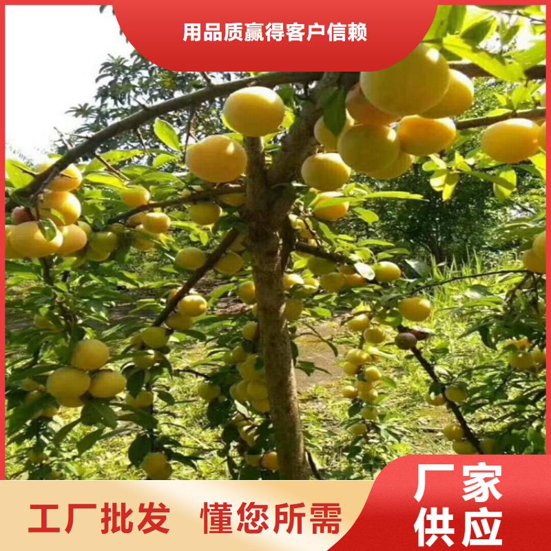 恐龙蛋李子苗价格