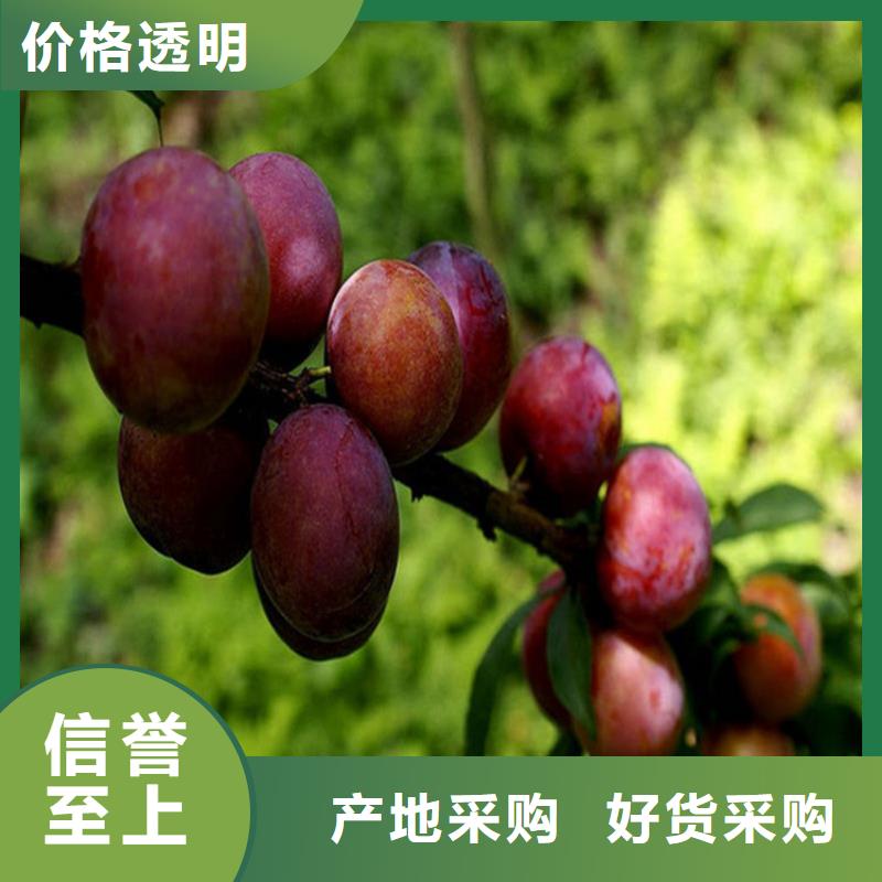 李子苹果苗按需定制真材实料