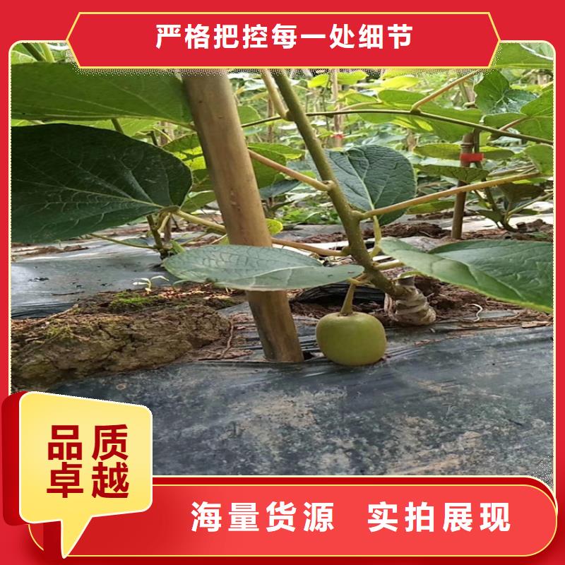 红心猕猴桃苗产量多少