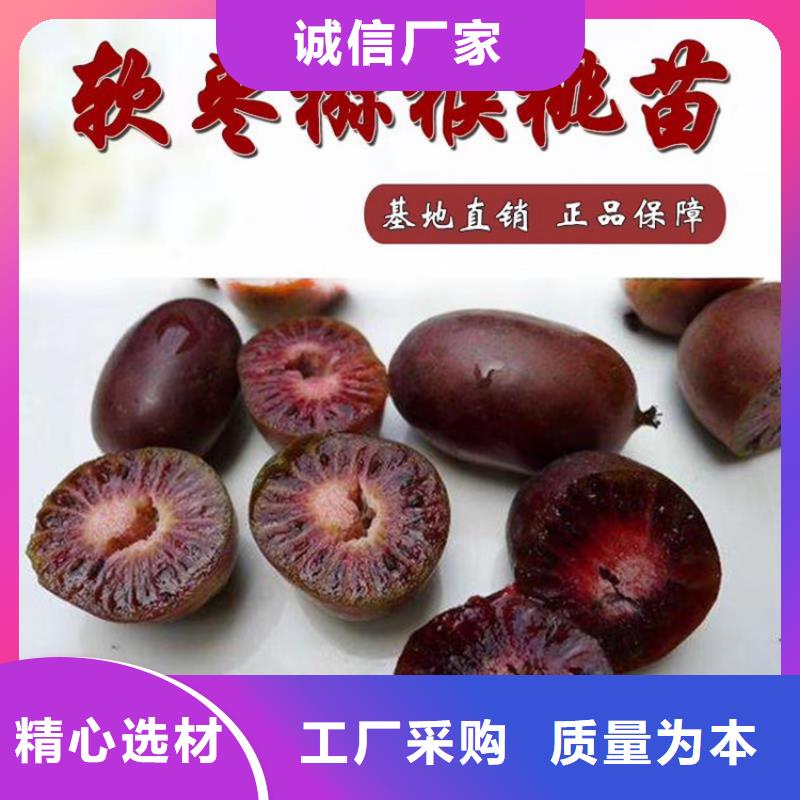 猕猴桃-葡萄苗供货及时