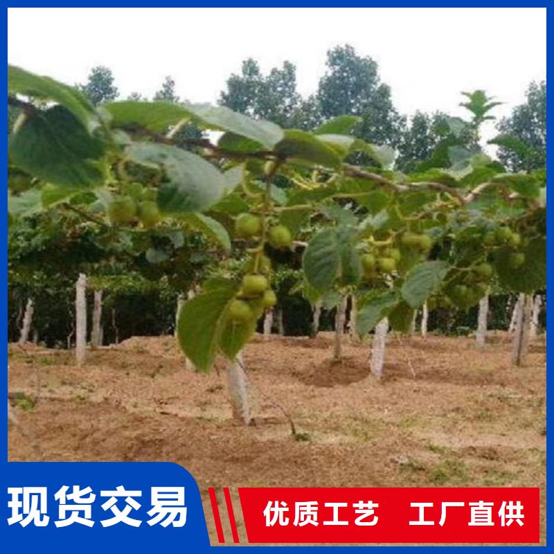 猕猴桃梨树苗售后服务完善