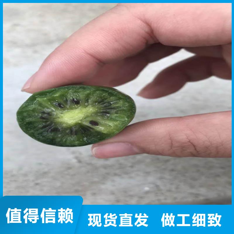 猕猴桃,【桃树苗】供货及时