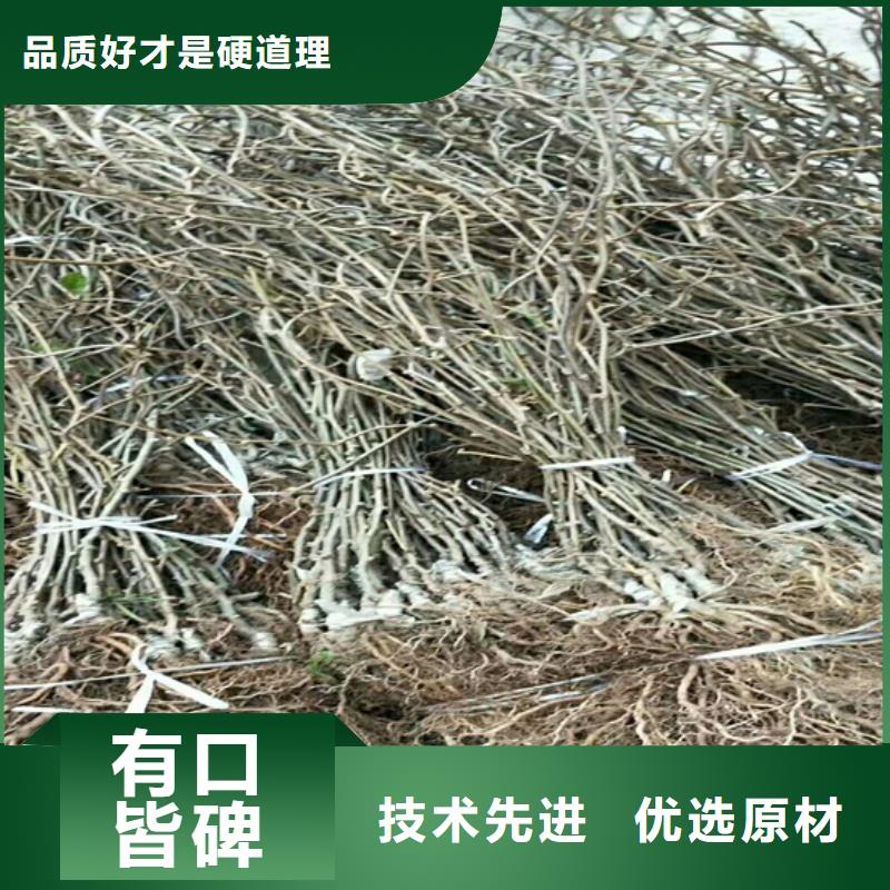 猕猴桃-苹果苗实力商家供货稳定