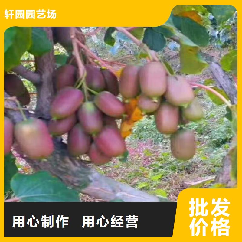 猕猴桃黄瓜苗专业生产品质保证
