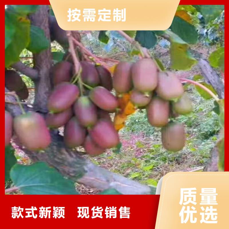 猕猴桃樱桃苗助您降低采购成本
