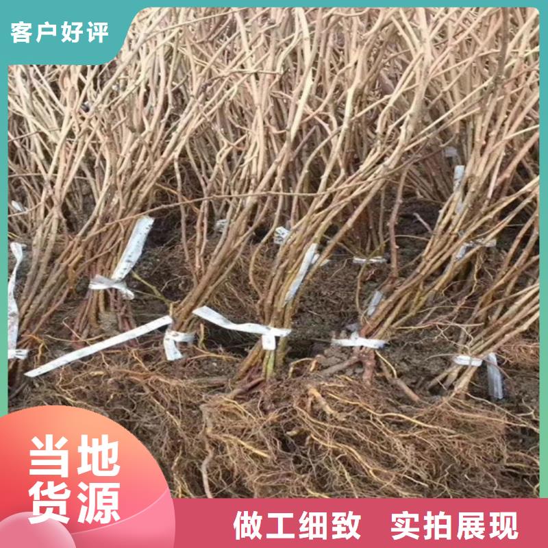 猕猴桃-葡萄苗供货及时