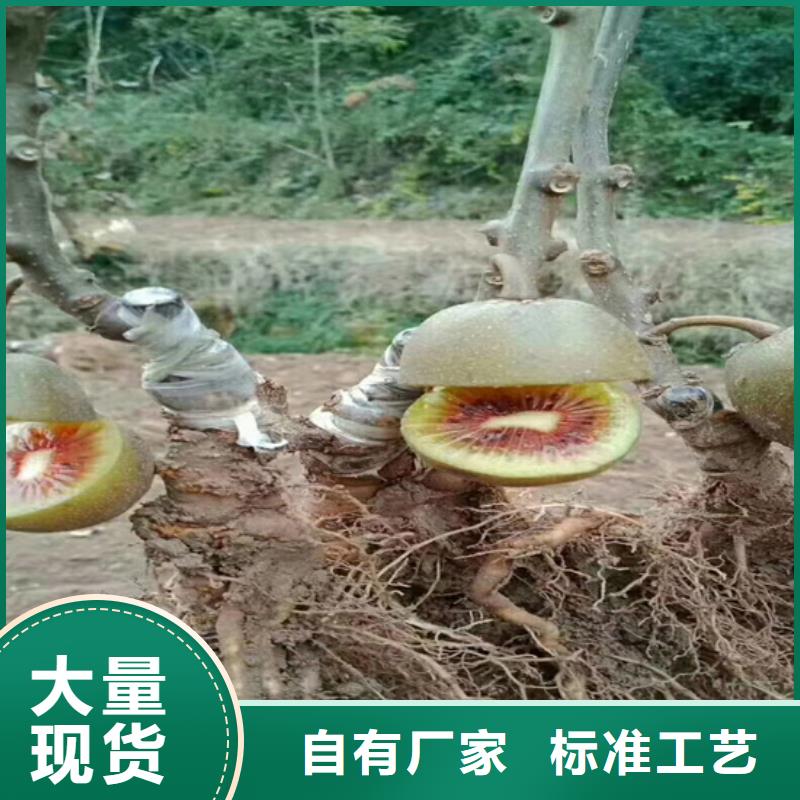 猕猴桃樱桃苗极速发货
