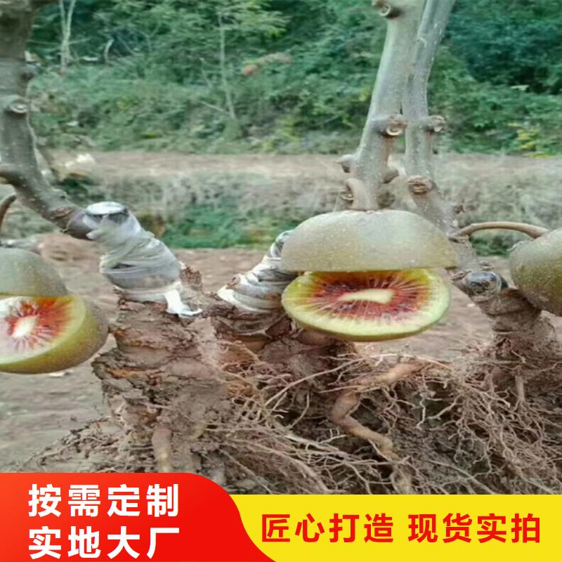 猕猴桃李子苗采购无忧