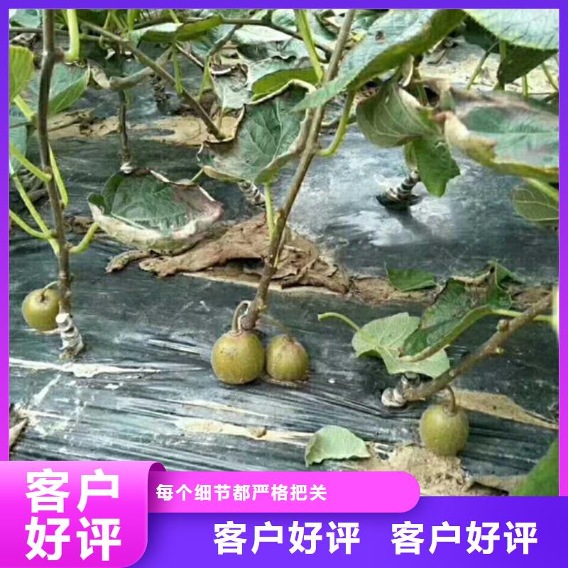 猕猴桃-葡萄苗供货及时