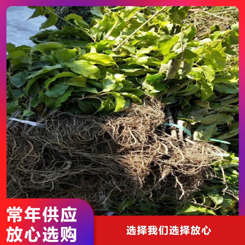 猕猴桃_石榴树欢迎来电询价