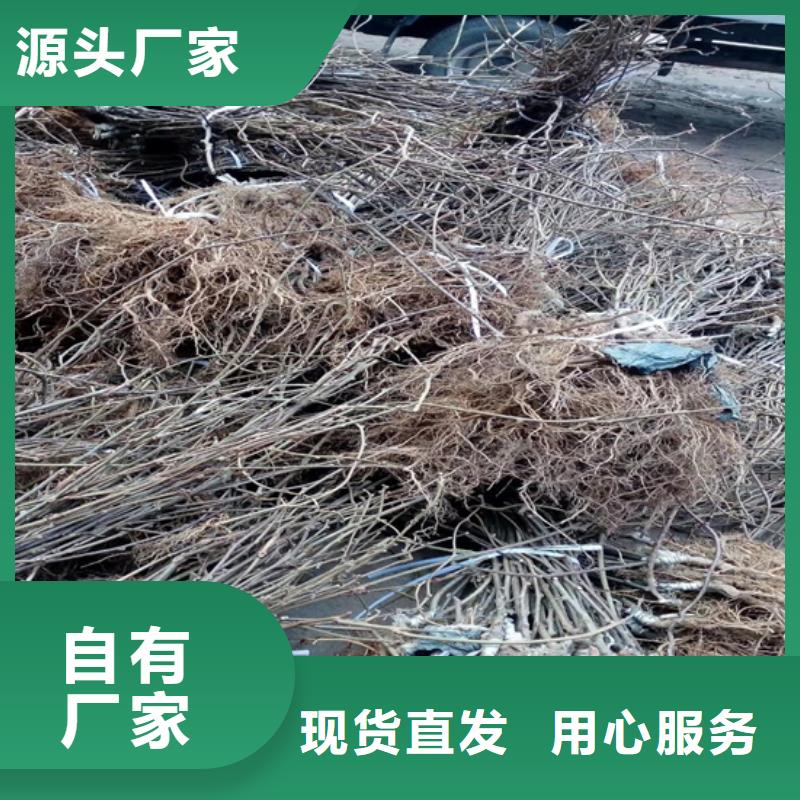 猕猴桃_石榴树欢迎来电询价