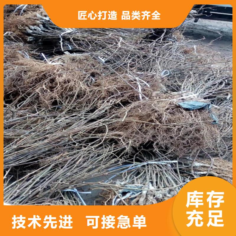 猕猴桃-葡萄苗供货及时