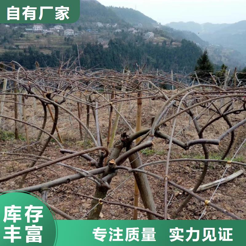红心猕猴桃苗欢迎咨询
