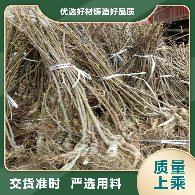 猕猴桃梨树苗售后服务完善